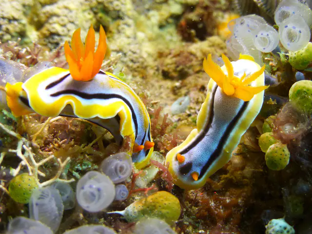 Underwater photograph by Joel Bergsma