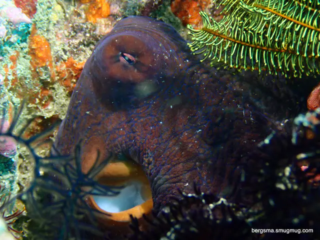 Underwater photograph by Joel Bergsma