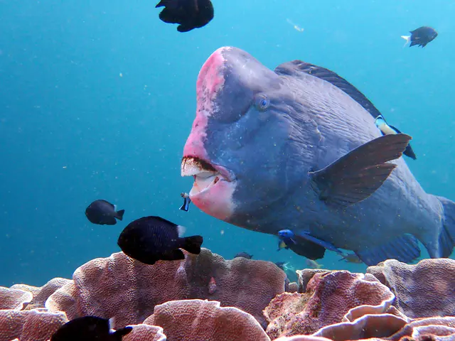 Underwater photograph by Joel Bergsma