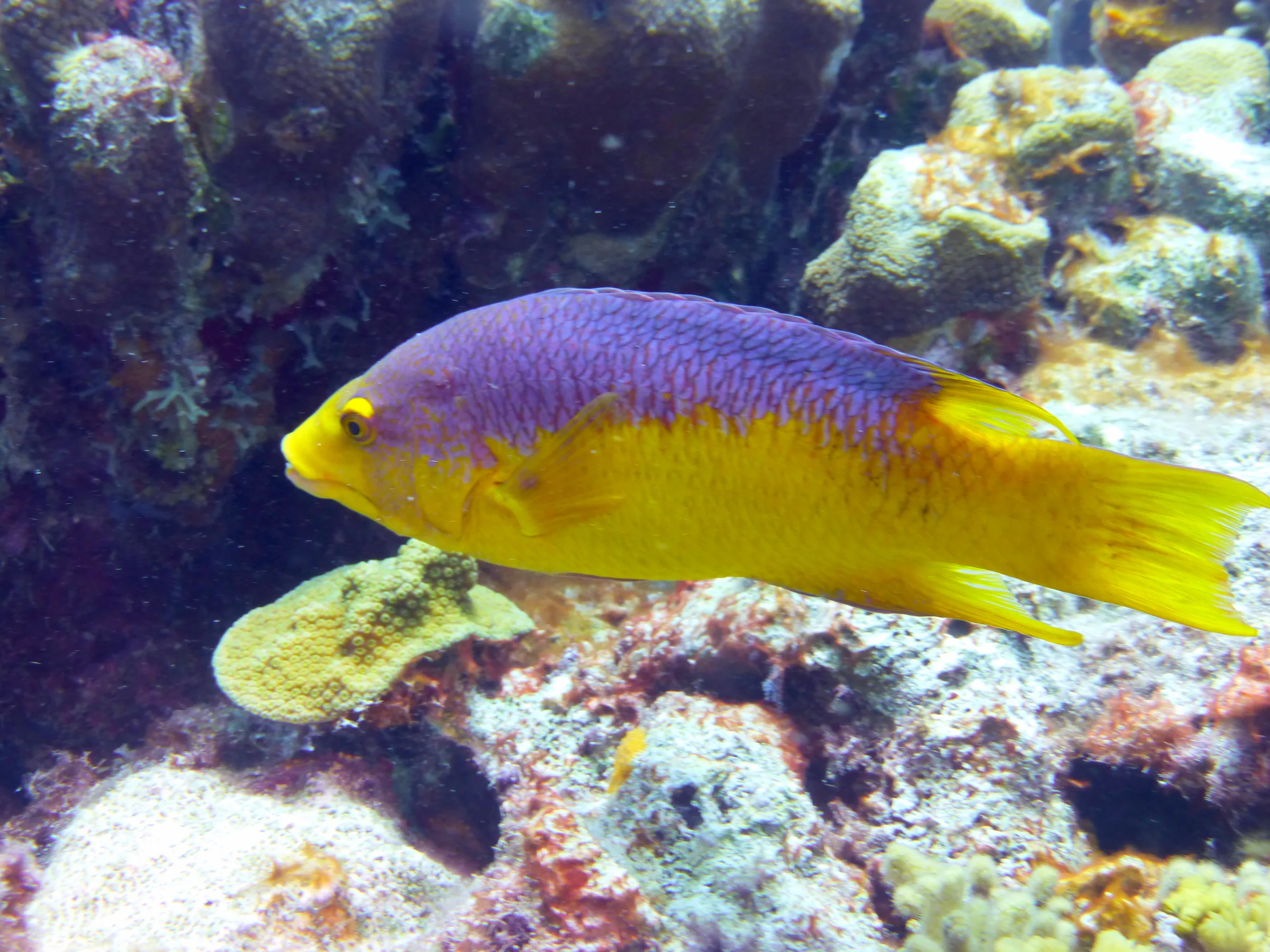 Wrasse, Bonaire, 2013