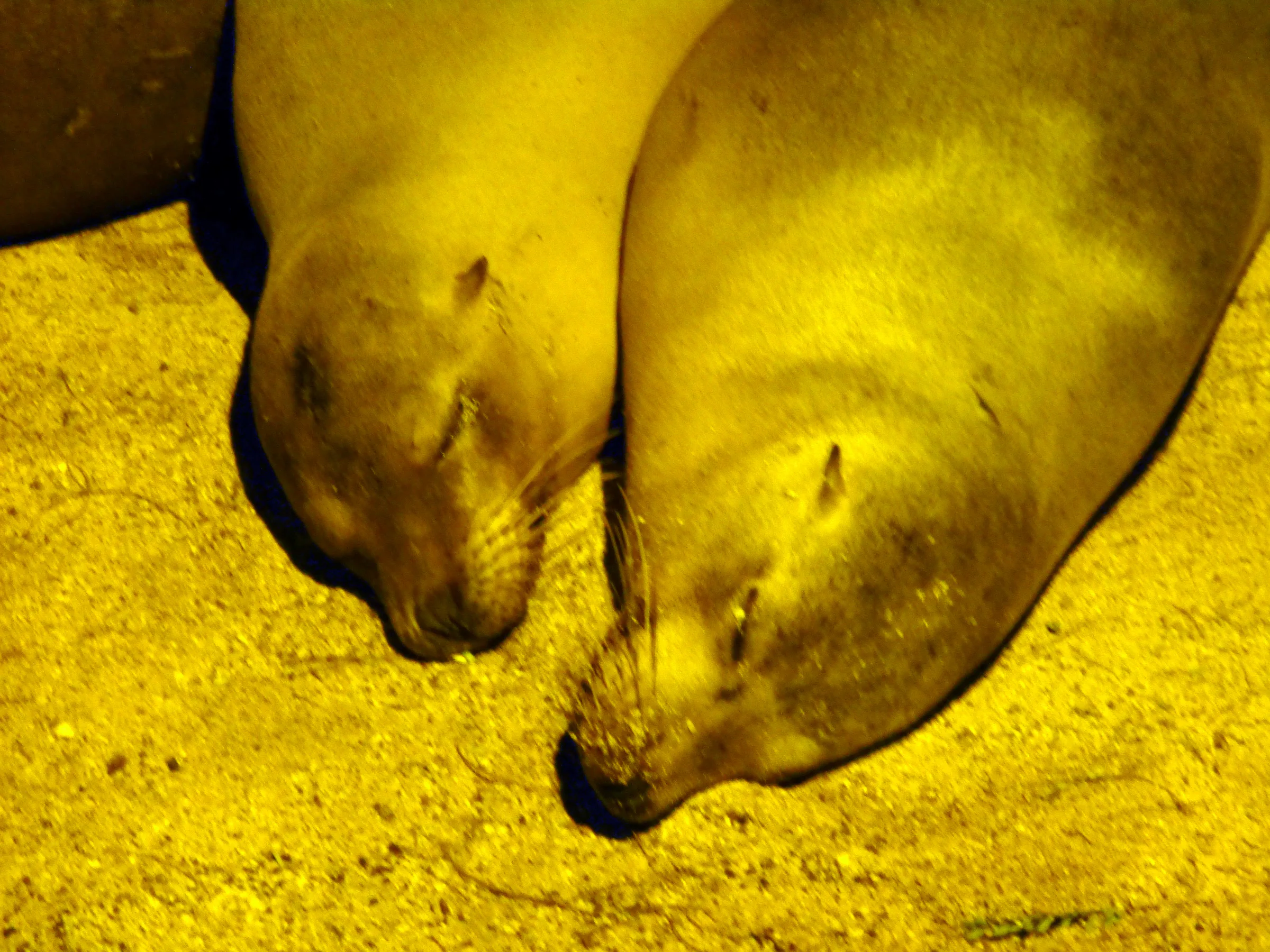 Sleeping sea lions -  Puerto Baquerizo Moreno, San Cristobal Island.