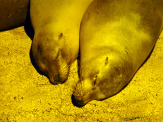 Sleeping sea lions -  Puerto Baquerizo Moreno, San Cristobal Island.