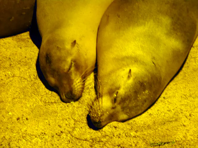 Sleeping sea lions -  Puerto Baquerizo Moreno, San Cristobal Island.