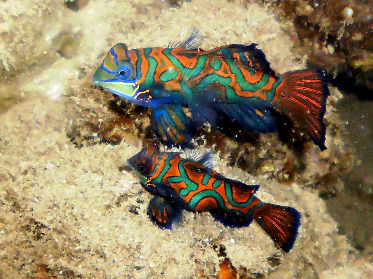 Mandarinfish. See Gerald Allen, et al, Reef Fish Identification - Tropical Pacific (2003) at page 289.