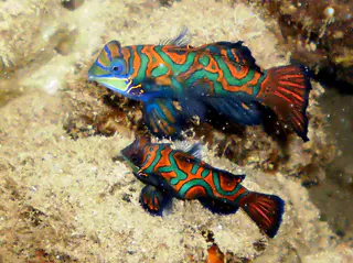 Mandarinfish. See Gerald Allen, et al, Reef Fish Identification - Tropical Pacific (2003) at page 289.