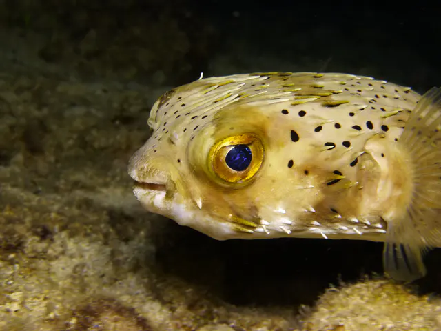 Underwater photograph by Joel Bergsma