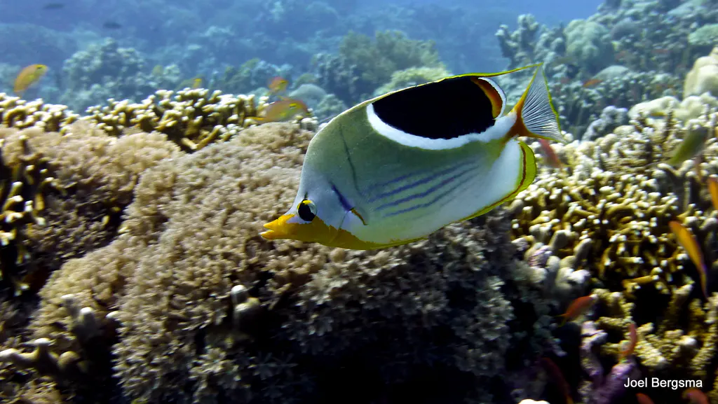 Underwater photograph by Joel Bergsma