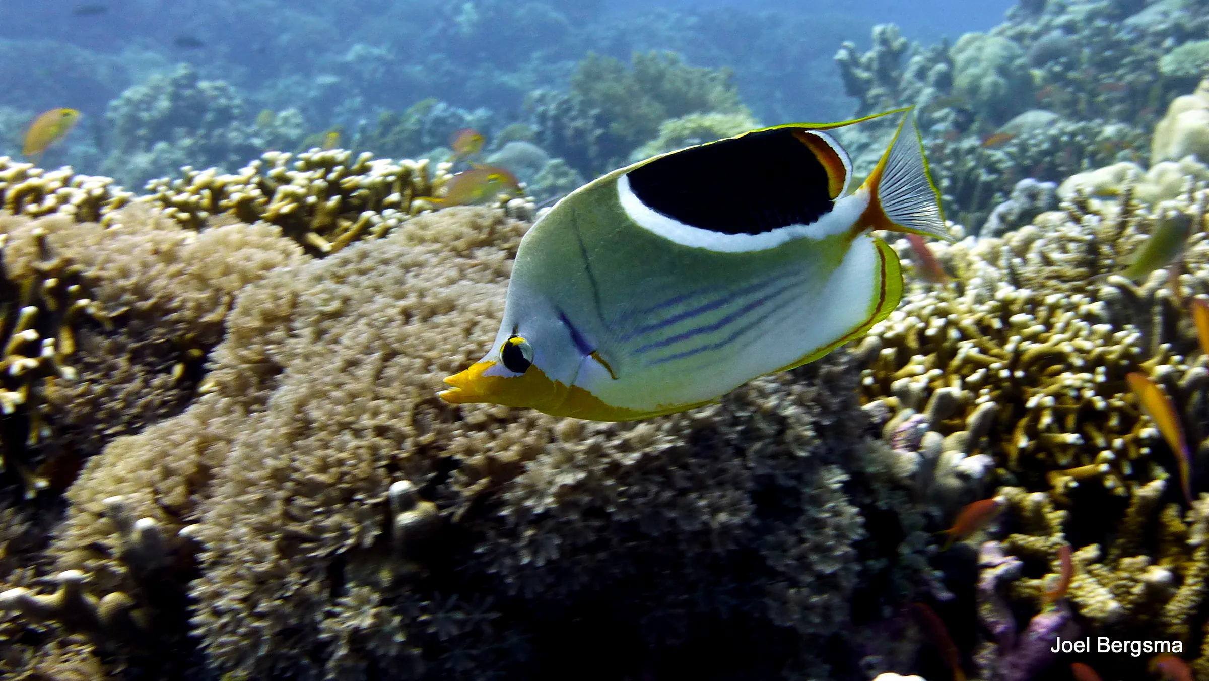 Butterflyfish, Philippines, 2017