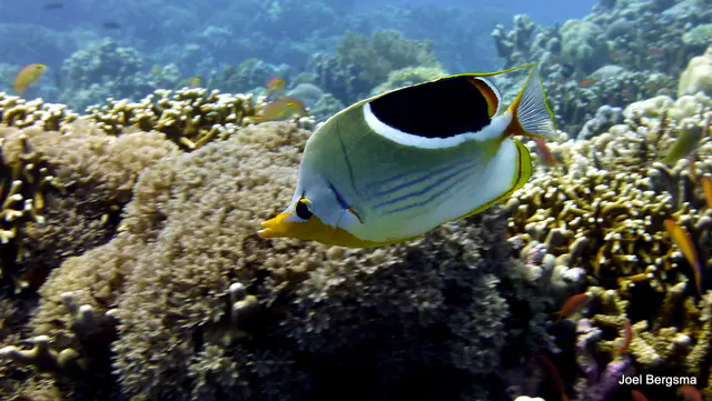 Underwater photograph by Joel Bergsma