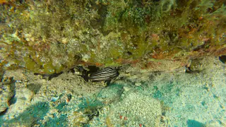 Underwater photograph by Joel Bergsma
