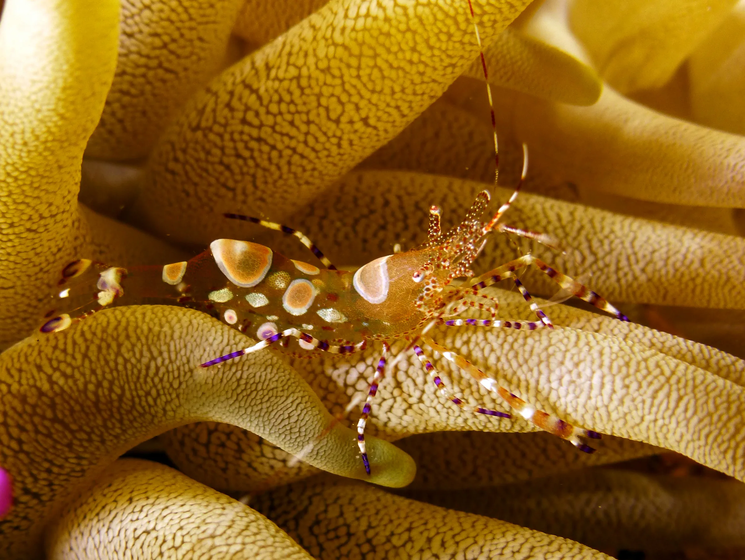 Spotted Cleaner Shrimp, Cozumel, 2014