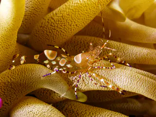 Underwater photograph by Joel Bergsma