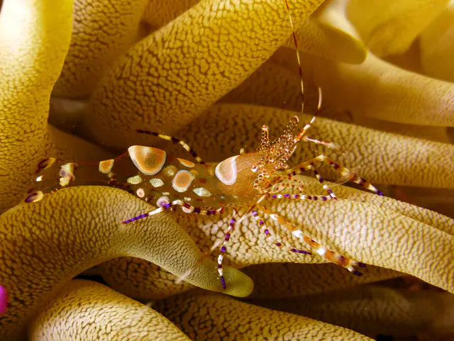 Underwater photograph by Joel Bergsma