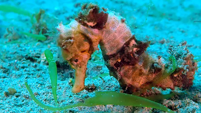 Underwater photograph by Joel Bergsma