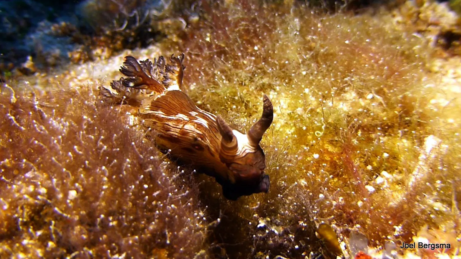 Nudibranch, Philippines, 2017