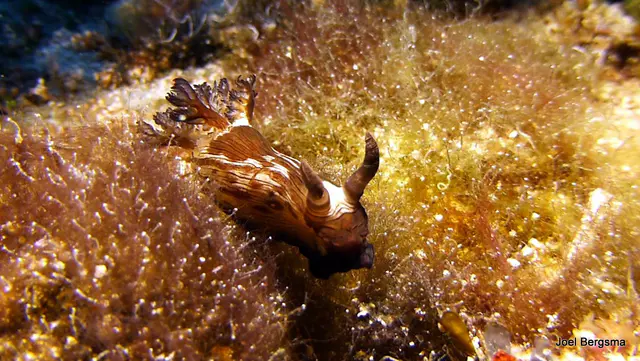 Underwater photograph by Joel Bergsma