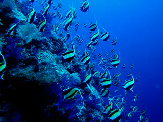 School of Moorish Idols plunge down the reef wall.