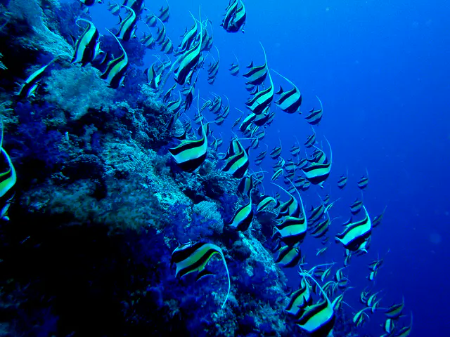 School of Moorish Idols plunge down the reef wall.