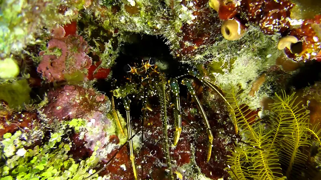 Spotted Spiny Lobster