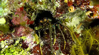 Spotted Spiny Lobster