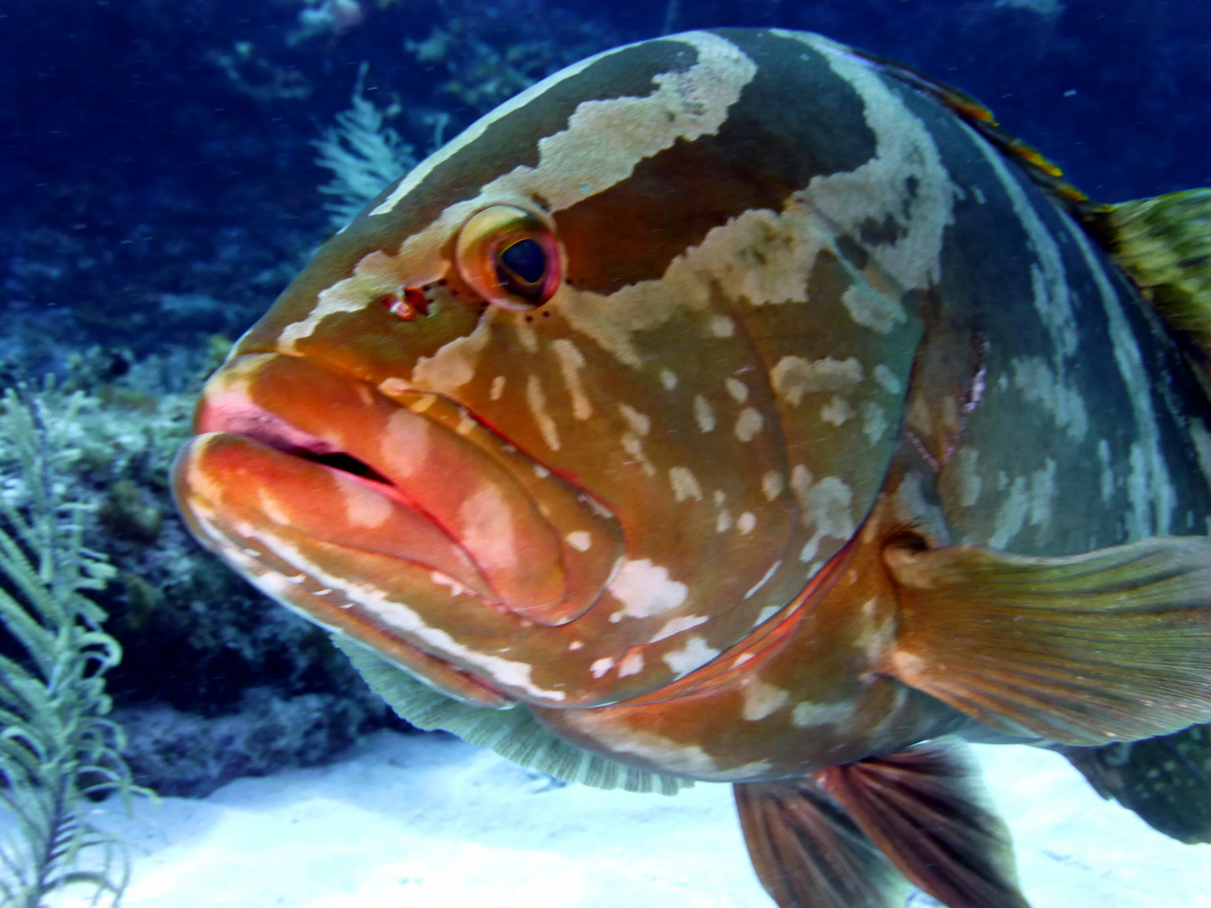 Nassau Grouper, Cayman Islands, 2014