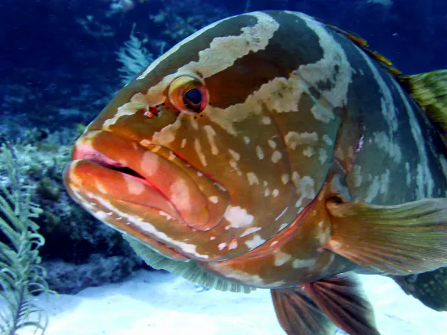 Underwater photograph by Joel Bergsma