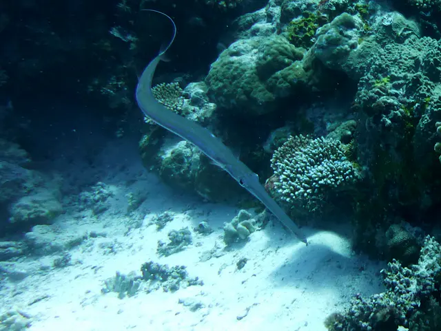 Cornetfish. See Paul Humann, et al, Reef Creature Identification - Tropical Pacific (2010) at page 400.