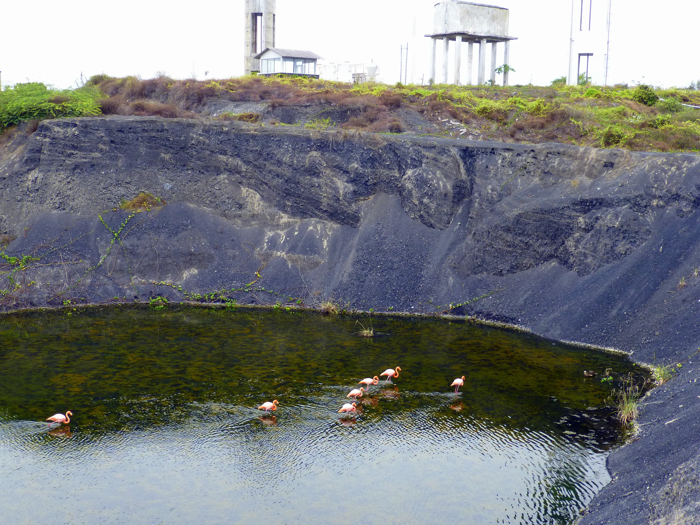 Flamingos.