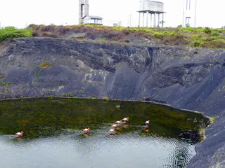 Flamingos.