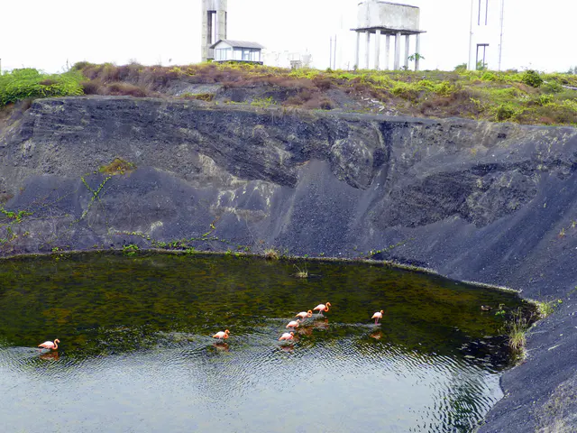 Flamingos.