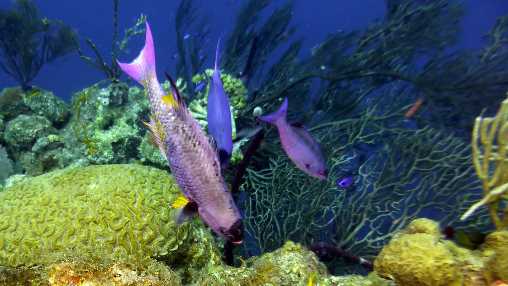 Underwater photograph by Joel Bergsma