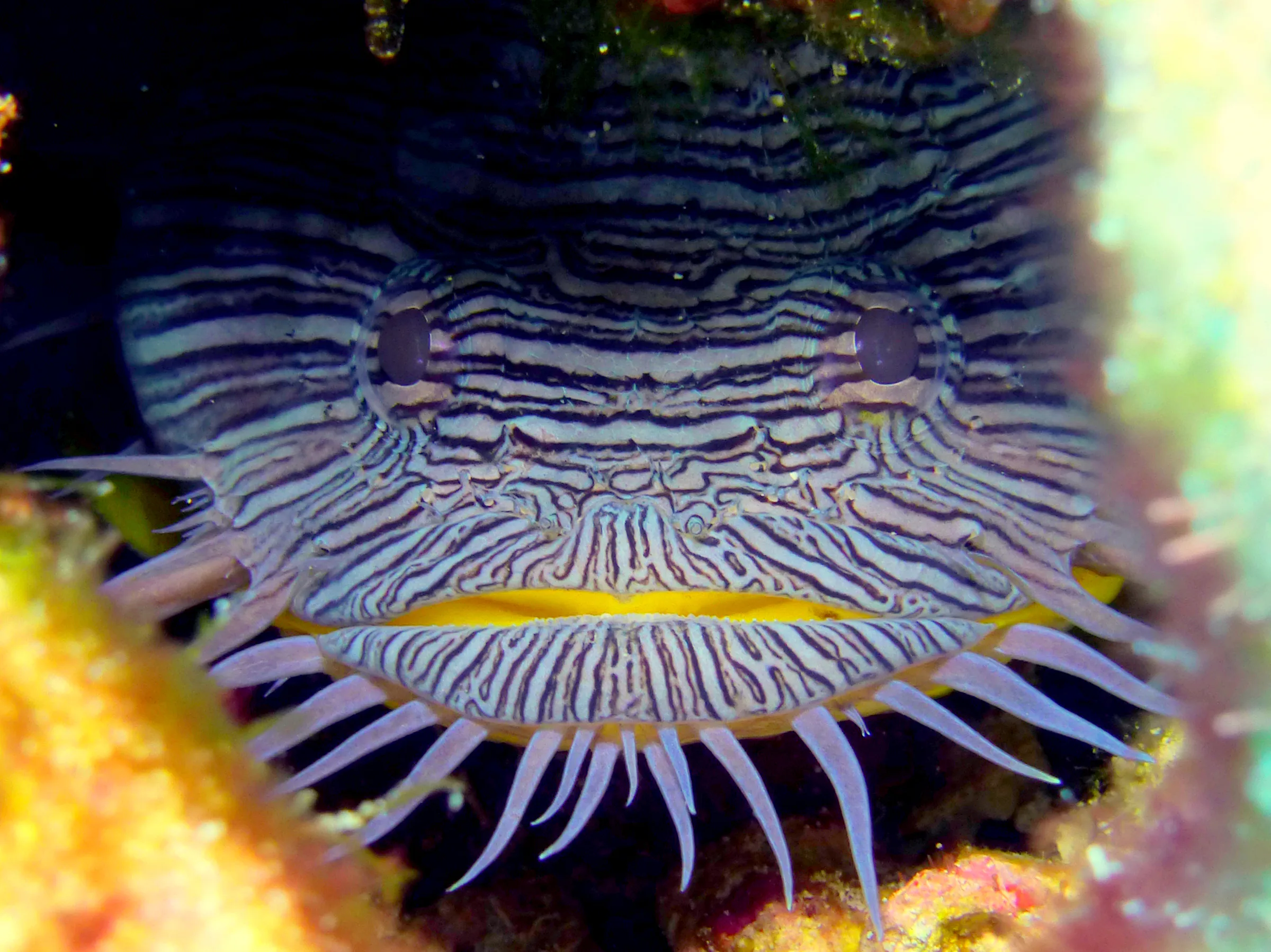 Splendid Toadfish, Cozumel, 2014