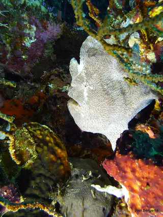 Underwater photograph by Joel Bergsma