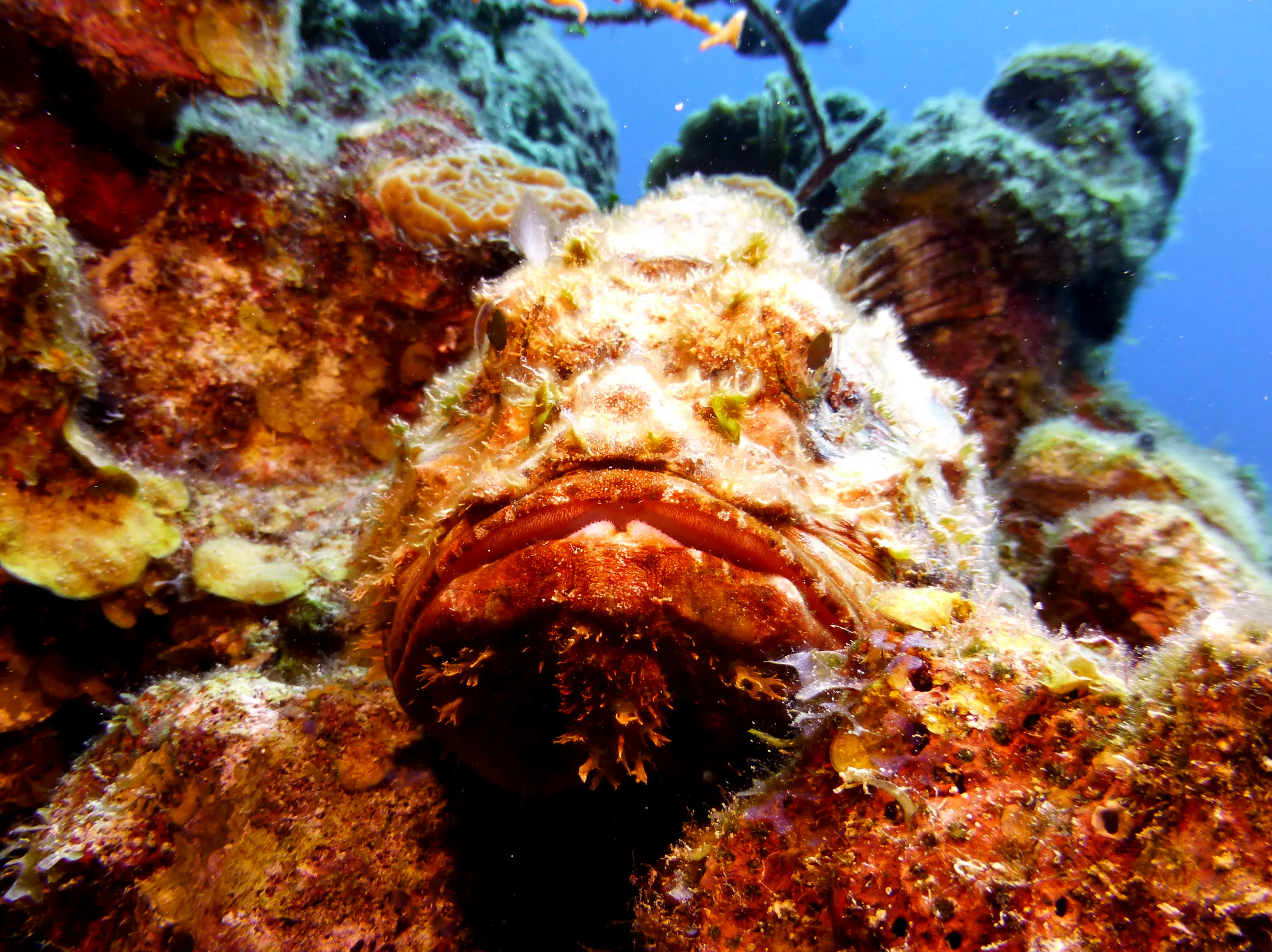 Scorpionfish, Belize, 2017