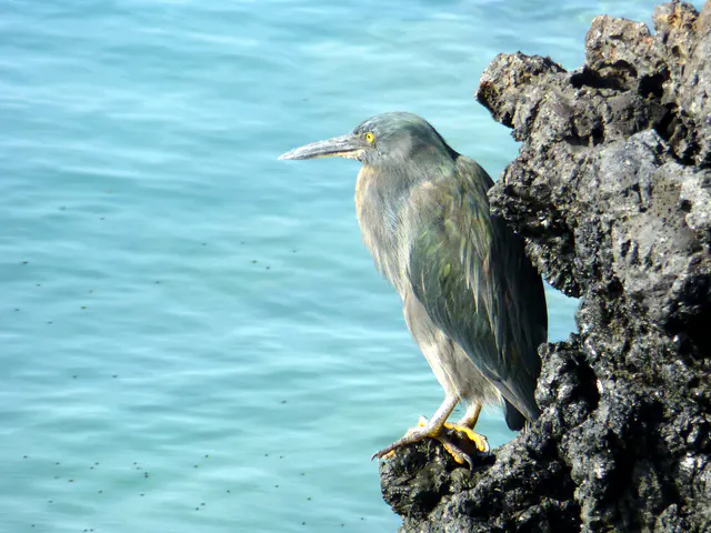 Lava Heron