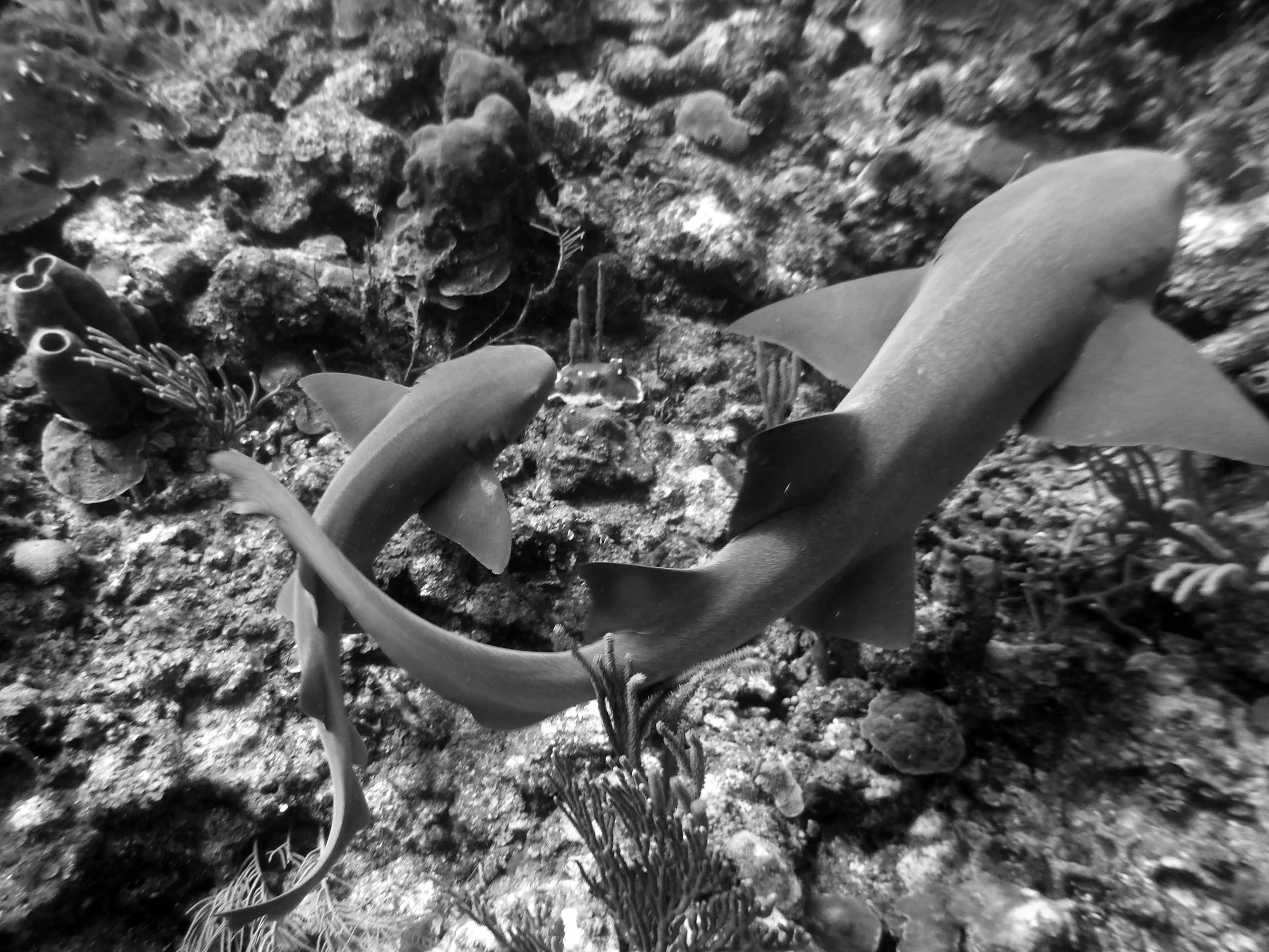 Nurse Shark, Belize, 2017