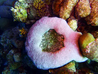 Underwater photograph by Joel Bergsma