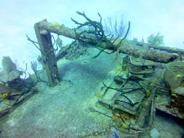 Underwater photograph by Joel Bergsma