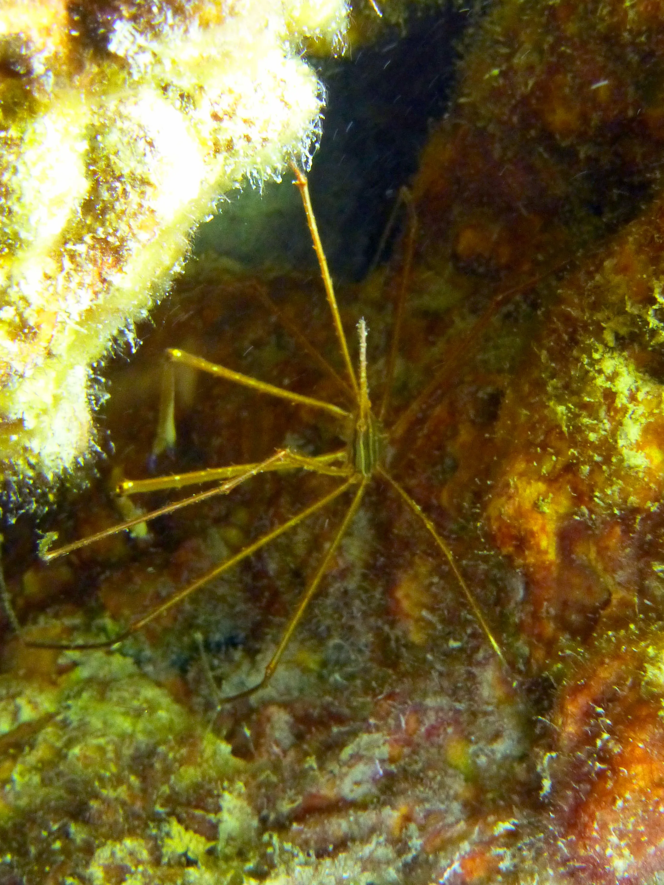 Arrow Crab, Bonaire, 2013