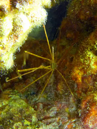 Underwater photograph by Joel Bergsma