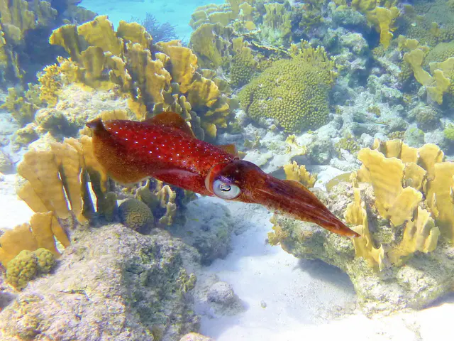 Underwater photograph by Joel Bergsma