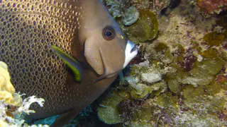Grey Angelfish