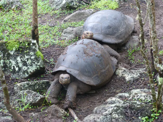 A pair of Giant Tortoises at the Floreana Tortoise Reserve
