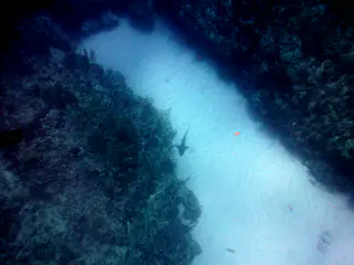 Underwater photograph by Joel Bergsma