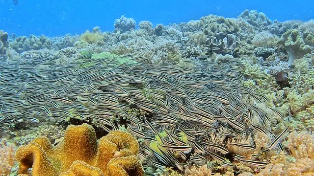 Underwater photograph by Joel Bergsma