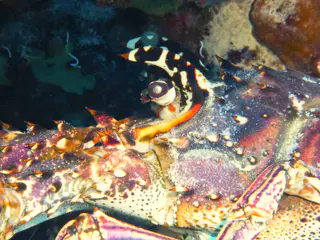 Underwater photograph by Joel Bergsma