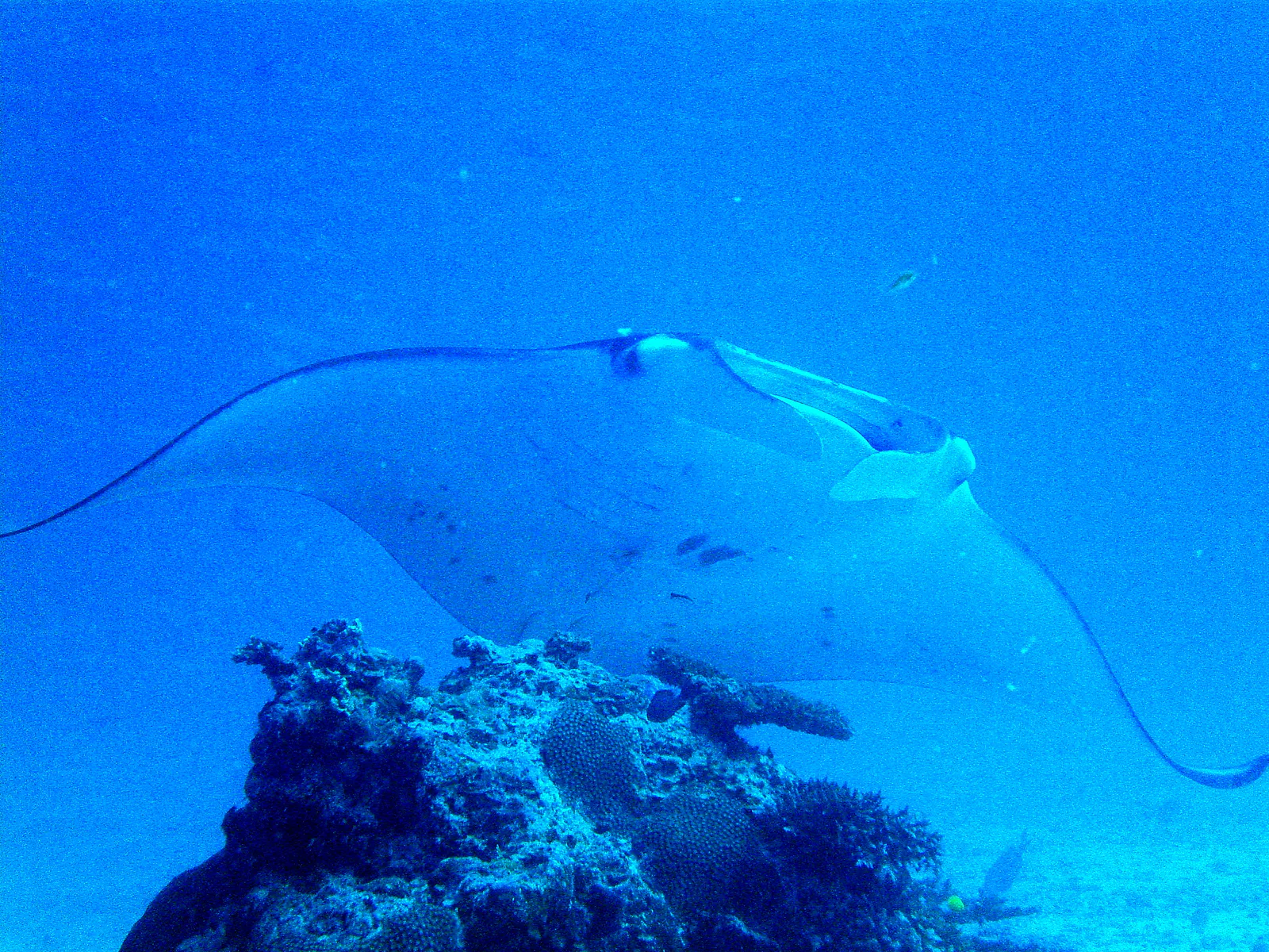 Manta Ray