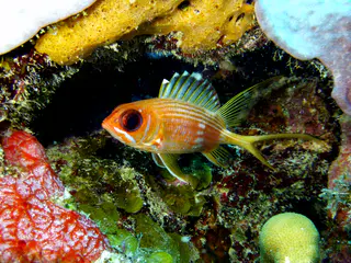 Underwater photograph by Joel Bergsma