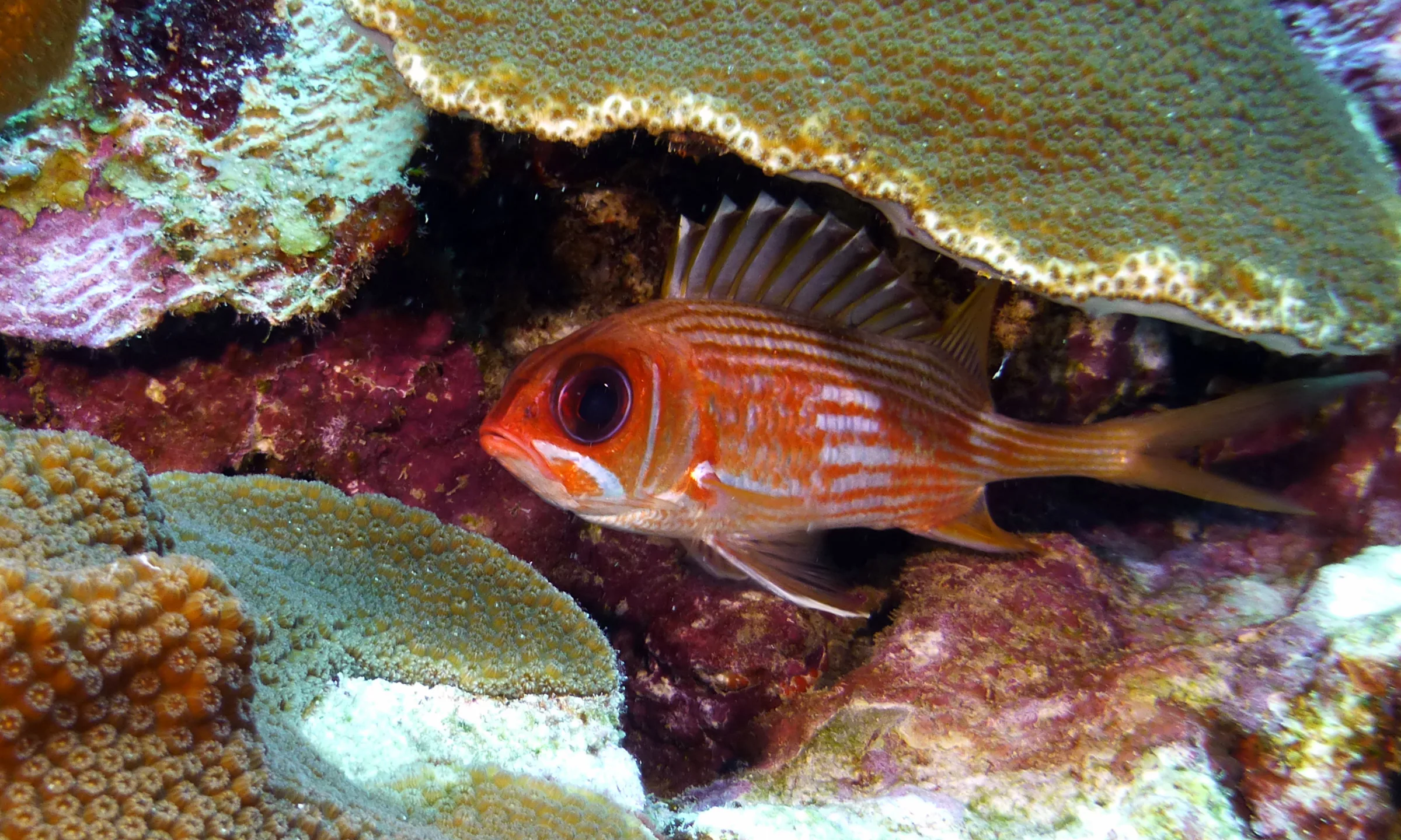 Belize underwater photograph, 2017
