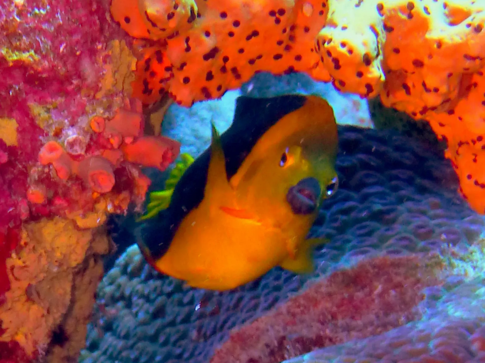 Rock Beauty Angelfish, Bonaire, 2013